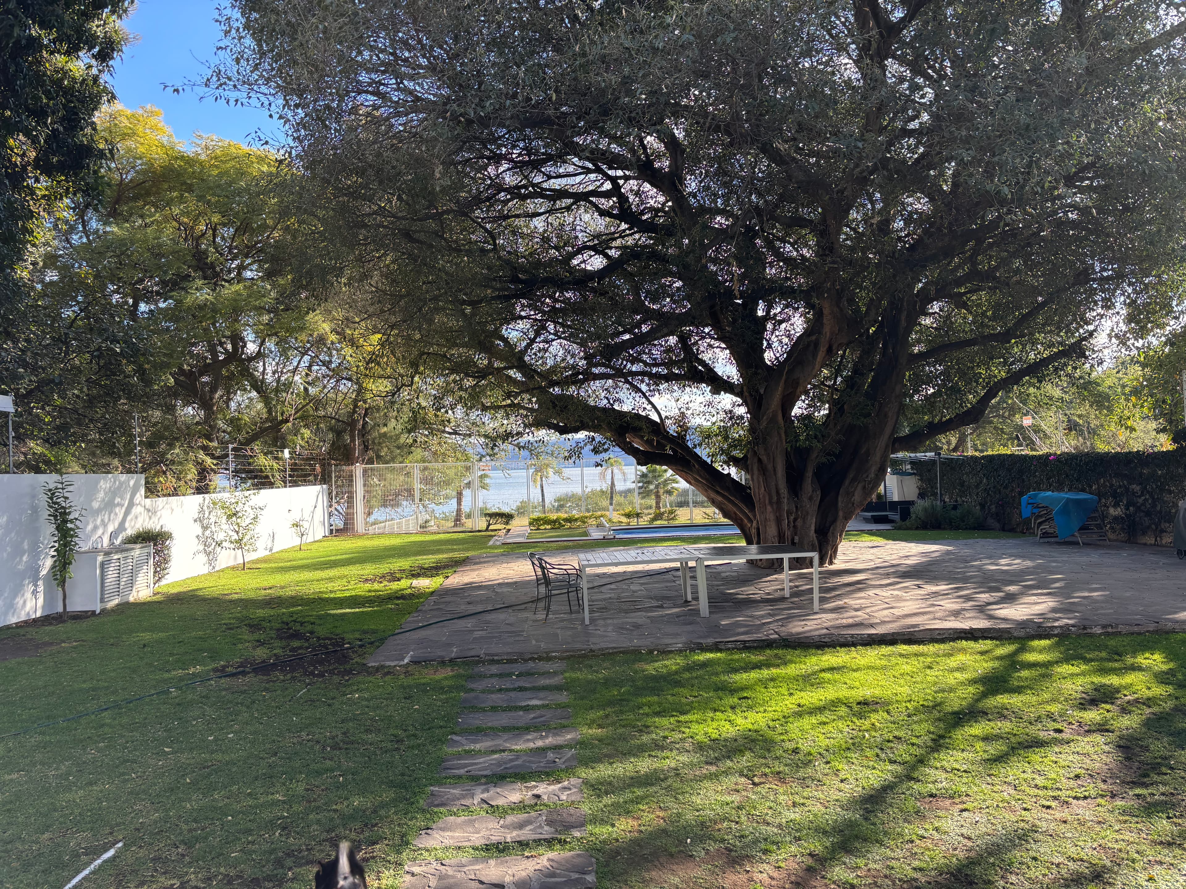 El árbol centenario en el jardín